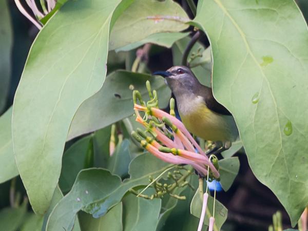 <h3><a href="/trips/srilanka/biota/animalia/chordata/aves/040 passeriformes/112 nectariniidae/leptocoma zeylonica/leptocoma zeylonica-nl.html">Leptocoma&nbsp;zeylonica</a> / Purple‑rumped&nbsp;sunbird / Purperstuithoningzuiger</h3>NIKON D500 met AF-S Nikkor 80-400mm f/4.5-5.6G ED VR, 1/125 sec  bij F5.6, ISO 500, afstand 10.0&nbsp;m